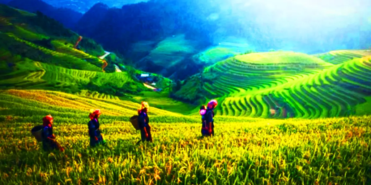 Sapa rice terrace fields tour packages by Ninh Binh Shuttle service