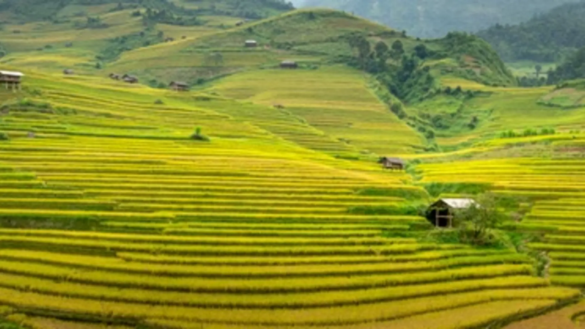 Golden terraced rice fields in Mu Cang Chai Vietnam - Stunning mountain landscape during harvest season
