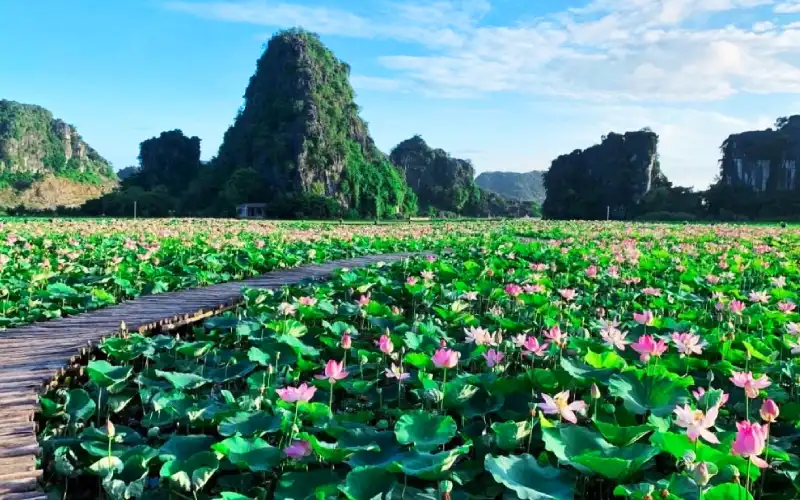 Lotus flowers blooming in Ninh Binh during summer