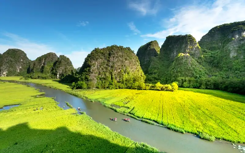 Golden rice fields in Tam Coc during harvest season