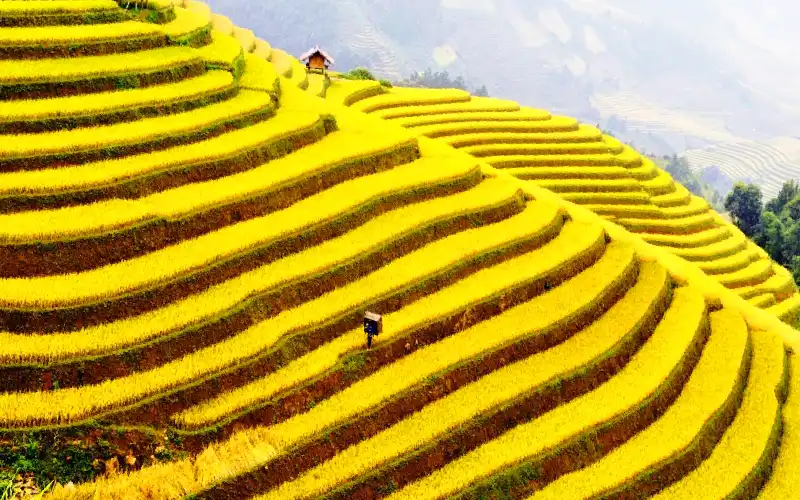 Golden rice terraces in Sapa during harvest season