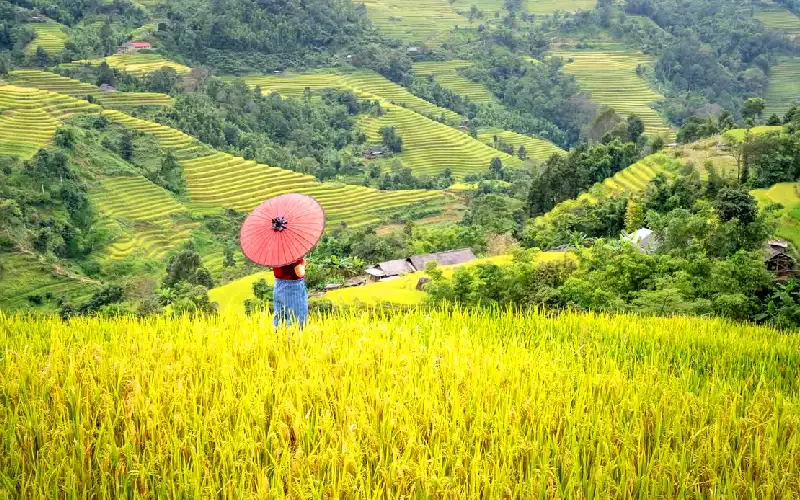 Lao Chai Ta Van trekking route in Sapa