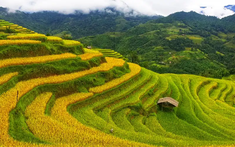 Sapa travel guide with mountain scenery and rice terraces